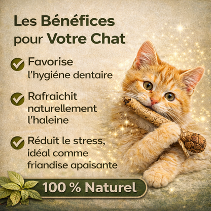 Bâtonnets dentaires à la silvervine